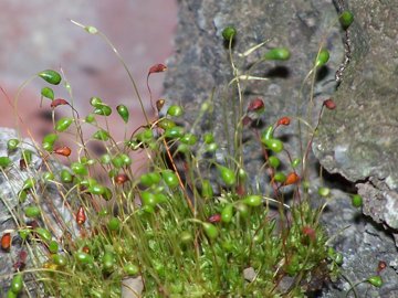 Funaria hygrometrica